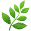 HERB emoji in Apple's design style - Unicode 1F33F