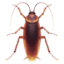 COCKROACH emoji in Apple's design style - Unicode 1FAB3