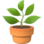 POTTED PLANT emoji in Apple's design style - Unicode 1FAB4