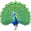 PEACOCK emoji in Facebook's design style - Unicode 1F99A